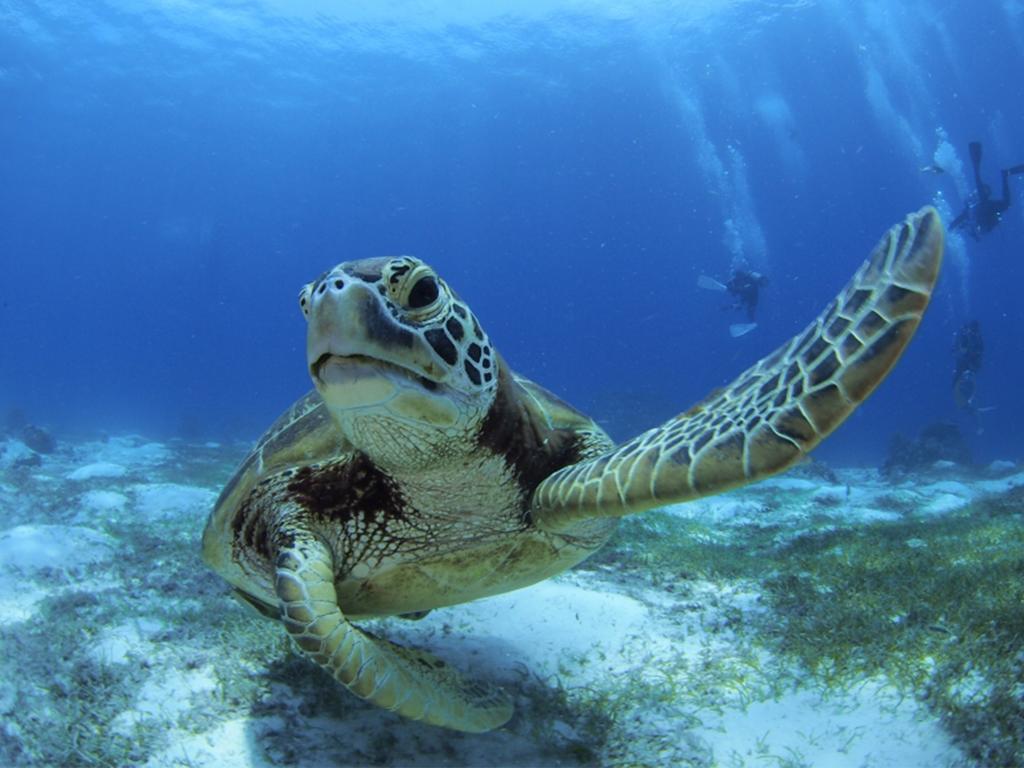 Oceanica Resort Panglao, Bohol Eksteriør billede Green sea turtle